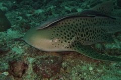 Séjour plongée à Medjumbe - Quirimbas
