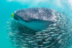 Tanzanie - Séjour plongée à Mafia Island 