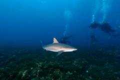 Brésil - Séjour à Fernando de Noronha
