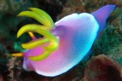 Indonésie - Séjour à Gangga Island