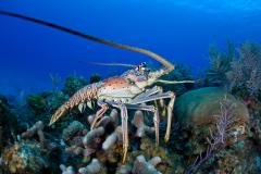 Cuba - Séjour Plongée Ile de la Jeunesse