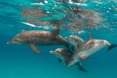 Bahamas - Séjour Plongée Grand Bahama - Pelican Bay