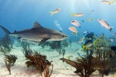 Bahamas - Croisière Blackbeard's