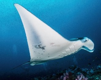 Séjour plongée à Tofo avec Tofo Scuba