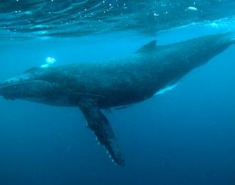 Sainte Marie - Virée sur l'Ile des Pirates à l'est de Madagascar!