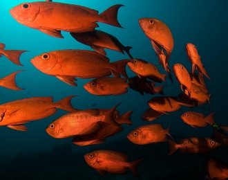 Séjour plongée à Tofo avec Diversity Scuba