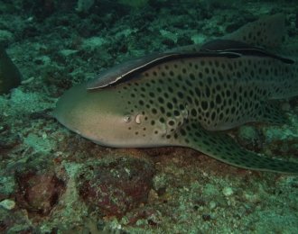 Séjour plongée à Medjumbe - Quirimbas