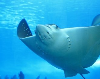 Séjour plongée à Pomene