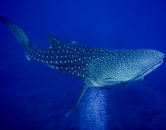 Séjour plongée sur la péninsule de Pinda