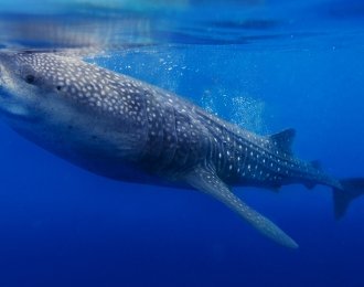 Séjour plongée à Nosy Be
