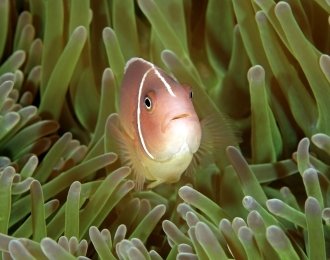 Séjour plongée à Anakao - Sud Malgache