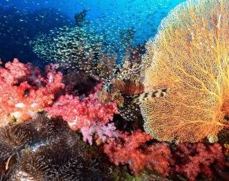 Thaïlande - croisière Nord ou Sud avec Aggressor