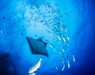 Mozambique croisière plongée exclusive - Archipel des Quirimbas et St Lazarus Bank
