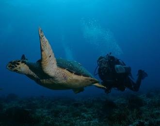 Mexique - Combiné Playa & Cozumel