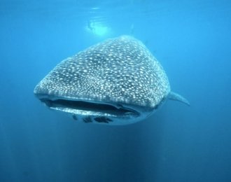 Mexique - Croisière Socorro avec Nautilus Explorer