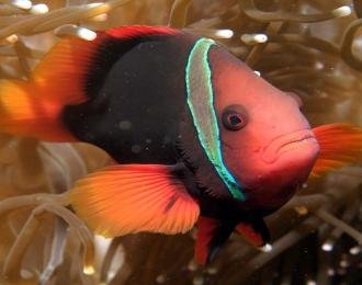 Philippines - Safari Plongée Visayas