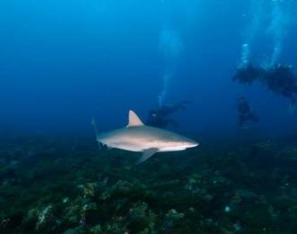 Brésil - Séjour à Fernando de Noronha