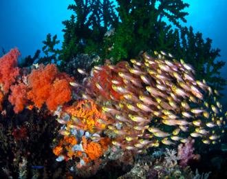 Philippines - plongées de Rêve à Moalboal!