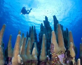 Martinique - Séjour Plongée aux Trois Îlets